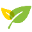萌心芽